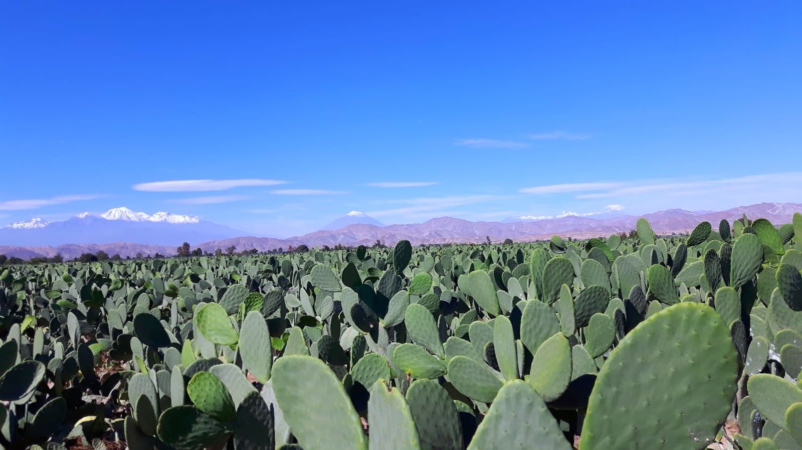 Nopal Cactus